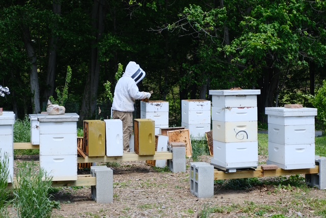 Alleman Apiary bee hives on a hosted bee yard in the Harrisburg, PA area