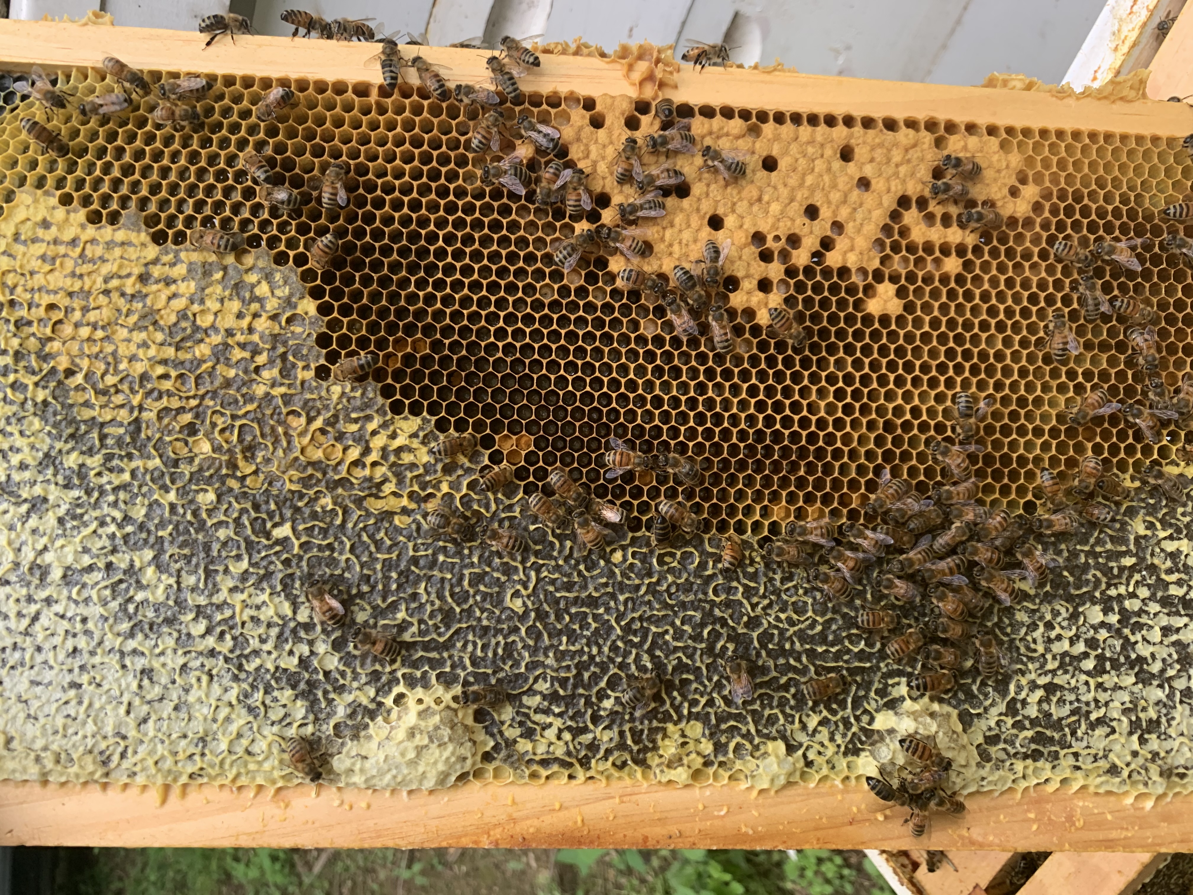 Honeycomb showing a band of capped honey above brood — the kind of established comb structure a honey bee colony builds inside a hollow tree