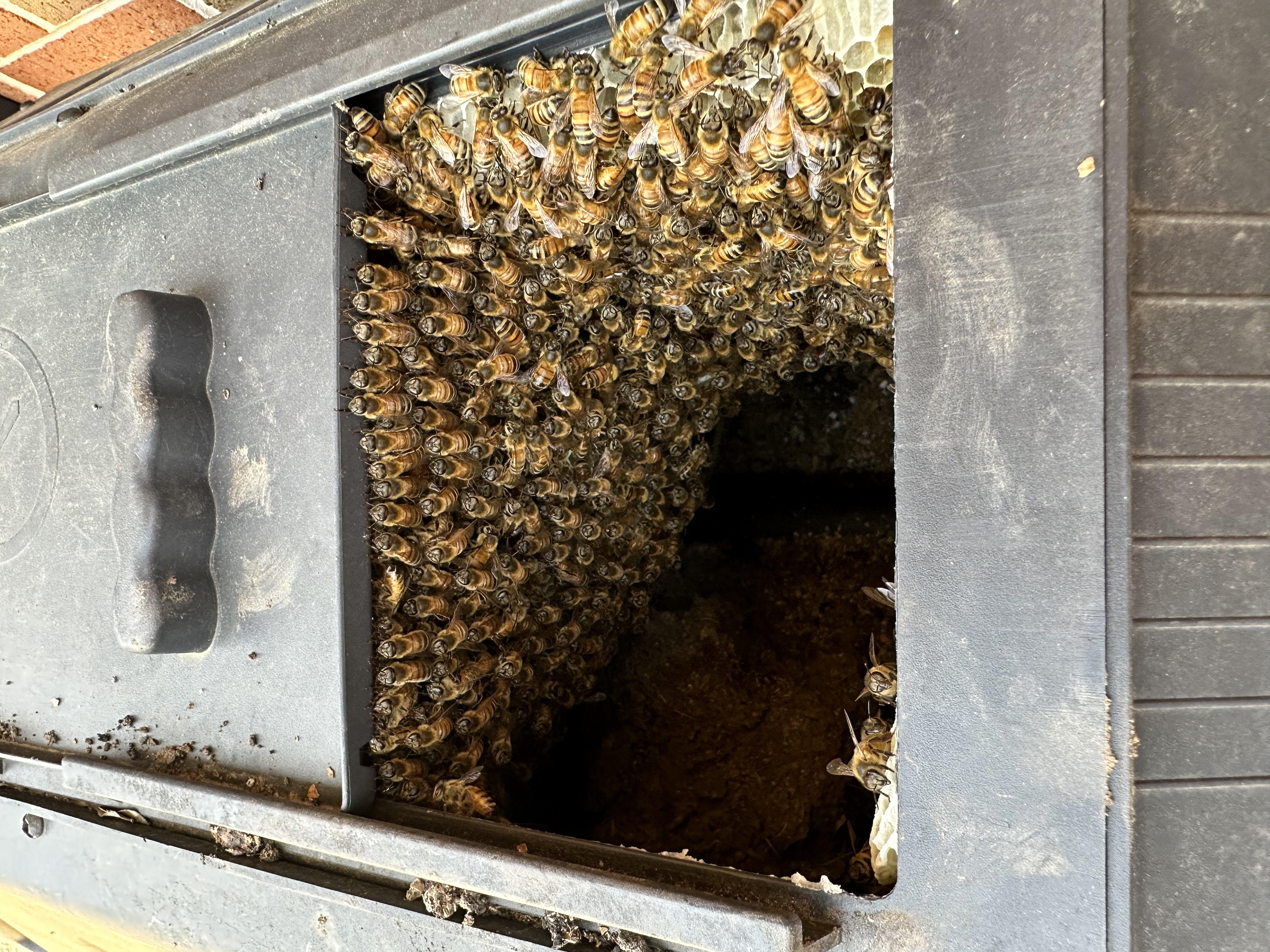 A honey bee colony built inside a compost bin being removed alive in Harrisburg, PA — a typical low, enclosed cavity that swarms choose