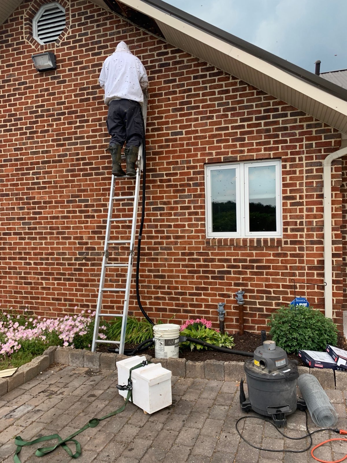 Setting up a live bee removal at a brick home in Central PA