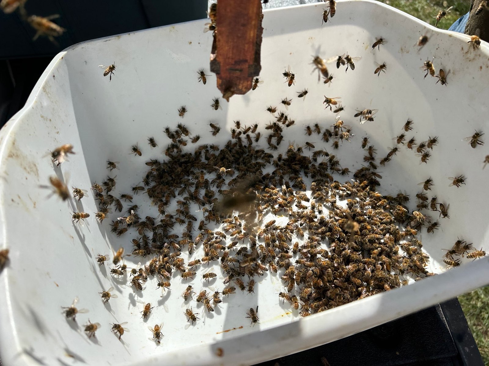 Shaking bees into a tub to take a mite-check sample in Central PA