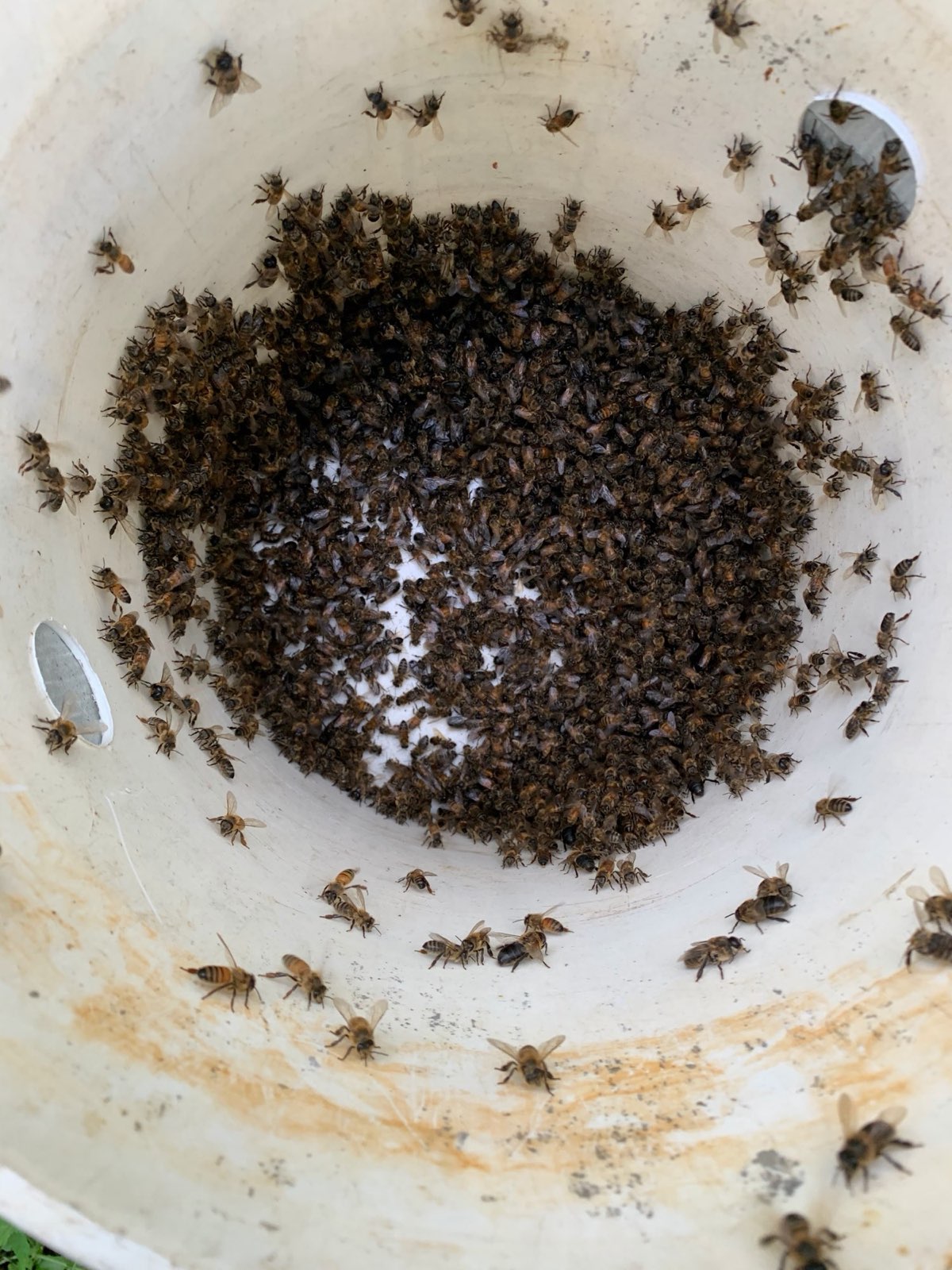 Live bees collected during a removal in Central PA