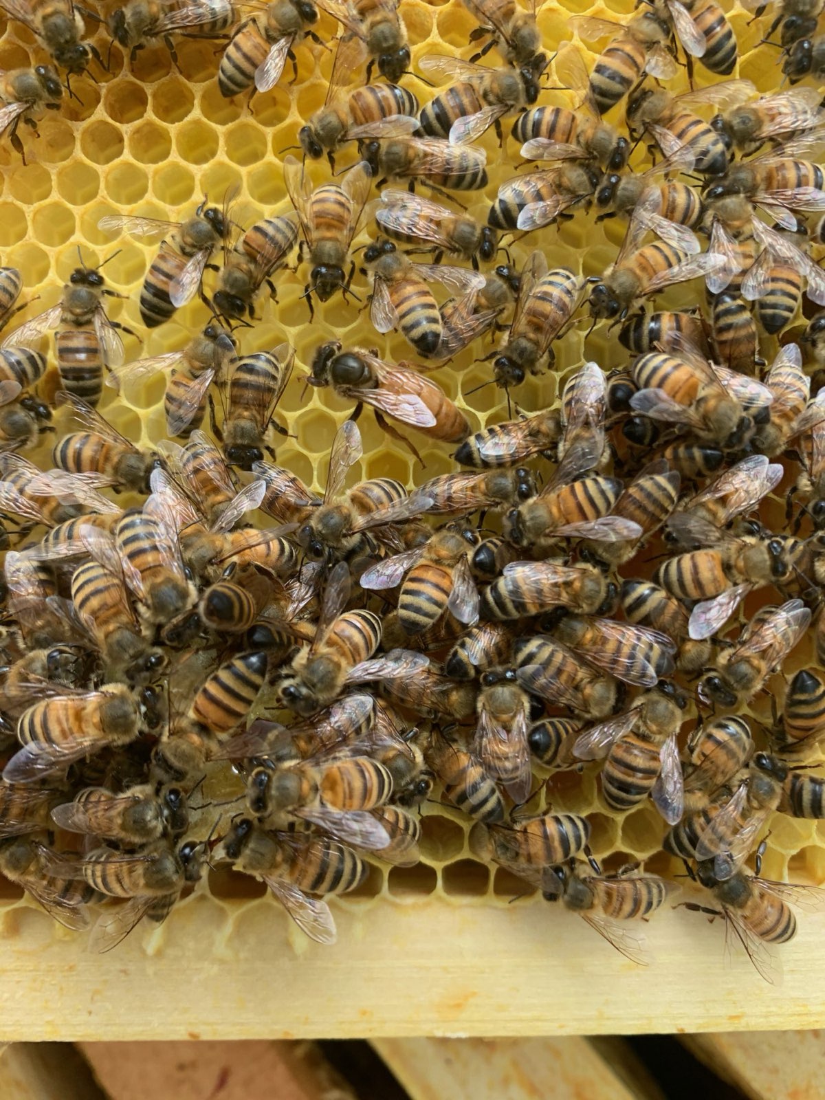 Bees drawing out fresh wax comb in Central PA