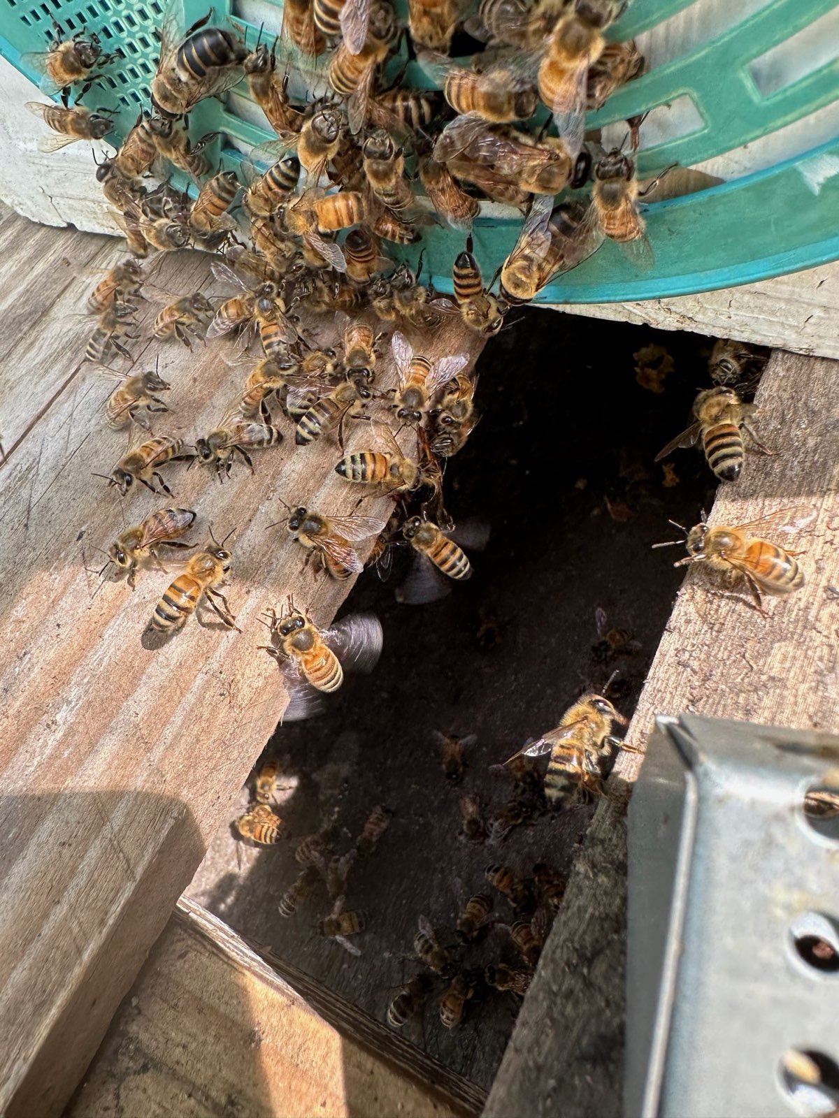 Bees in a cavity under deck boards in Central PA