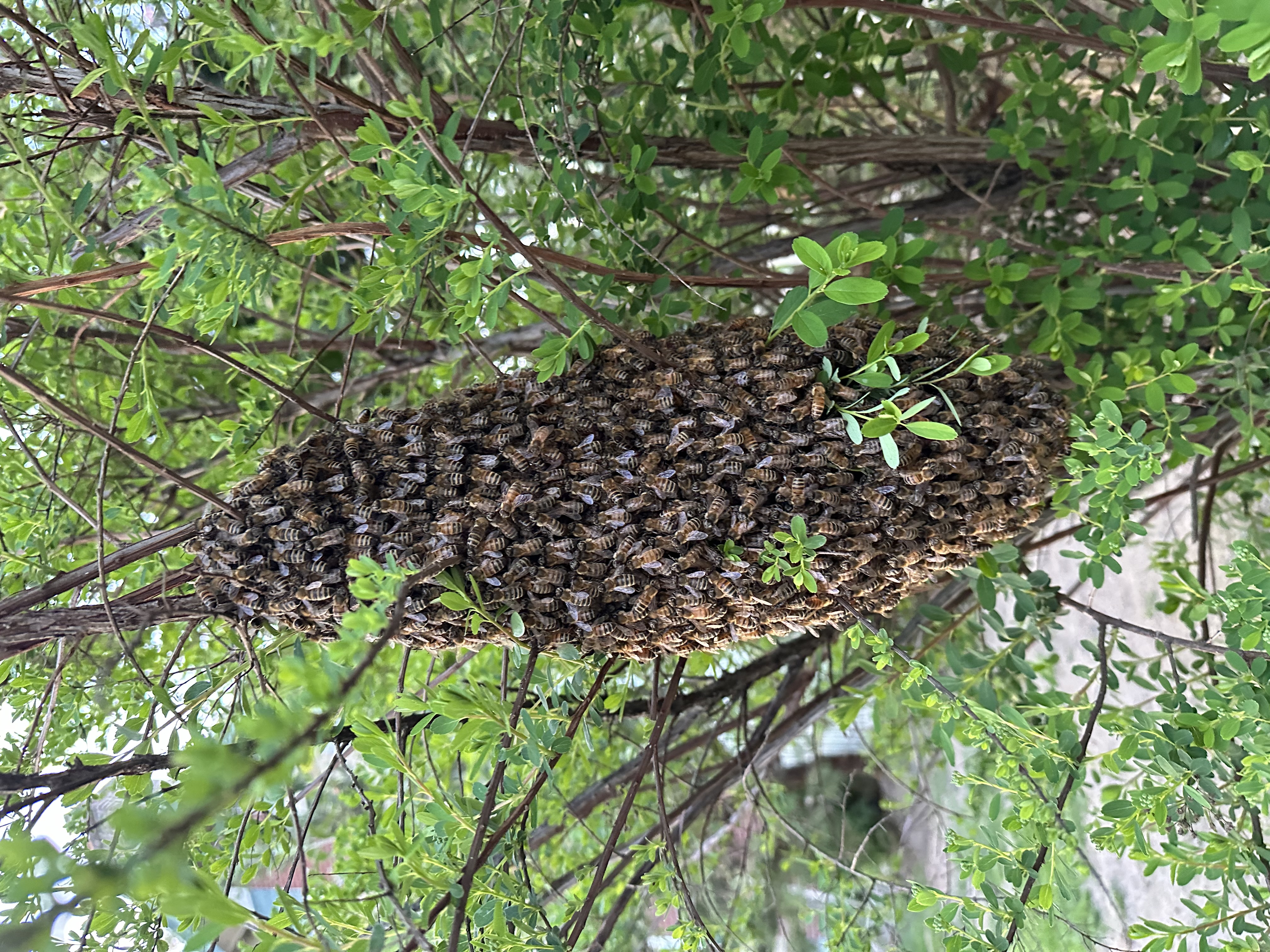 A large honey bee swarm in the Harrisburg, PA area — the kind that moves into uncapped chimneys