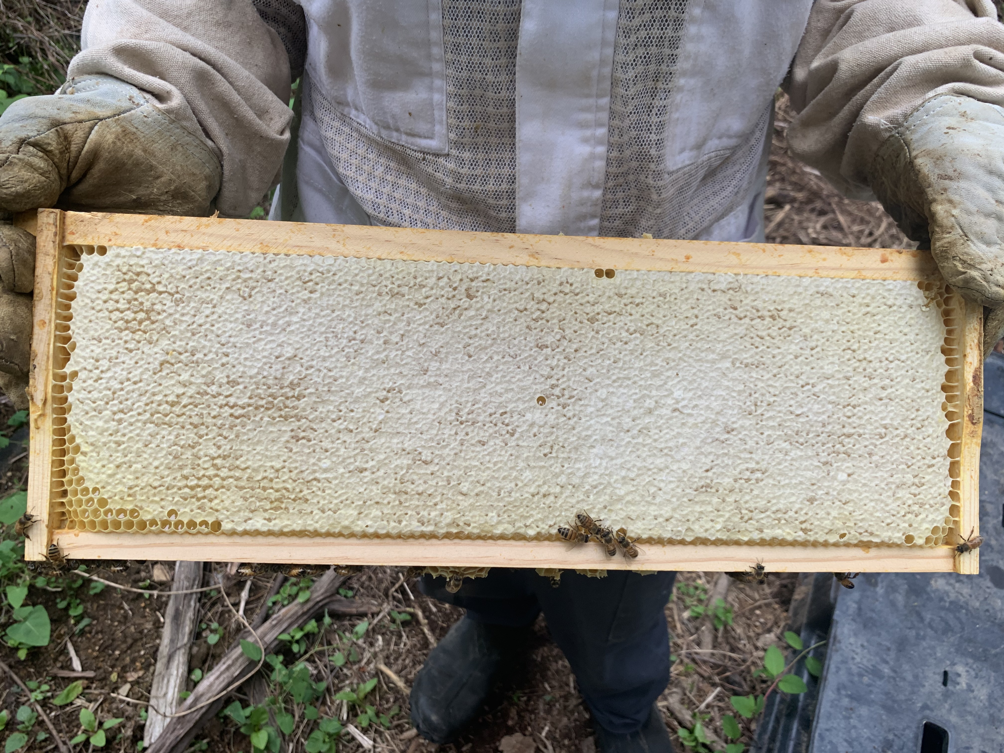 A completely capped frame of honey from an Alleman Apiary hive in Harrisburg, PA