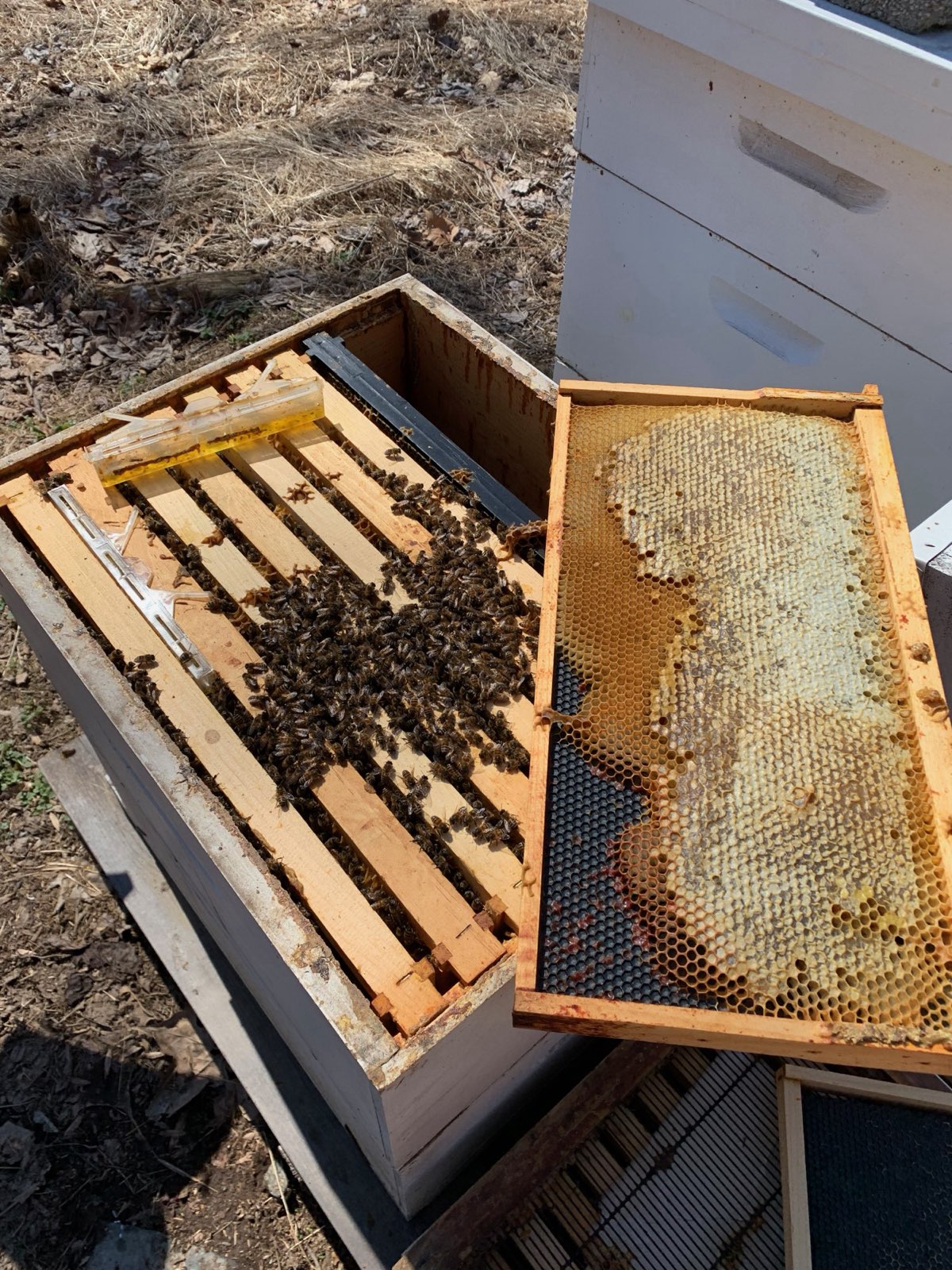A capped honey frame pulled from the hive with beetle traps in Central PA