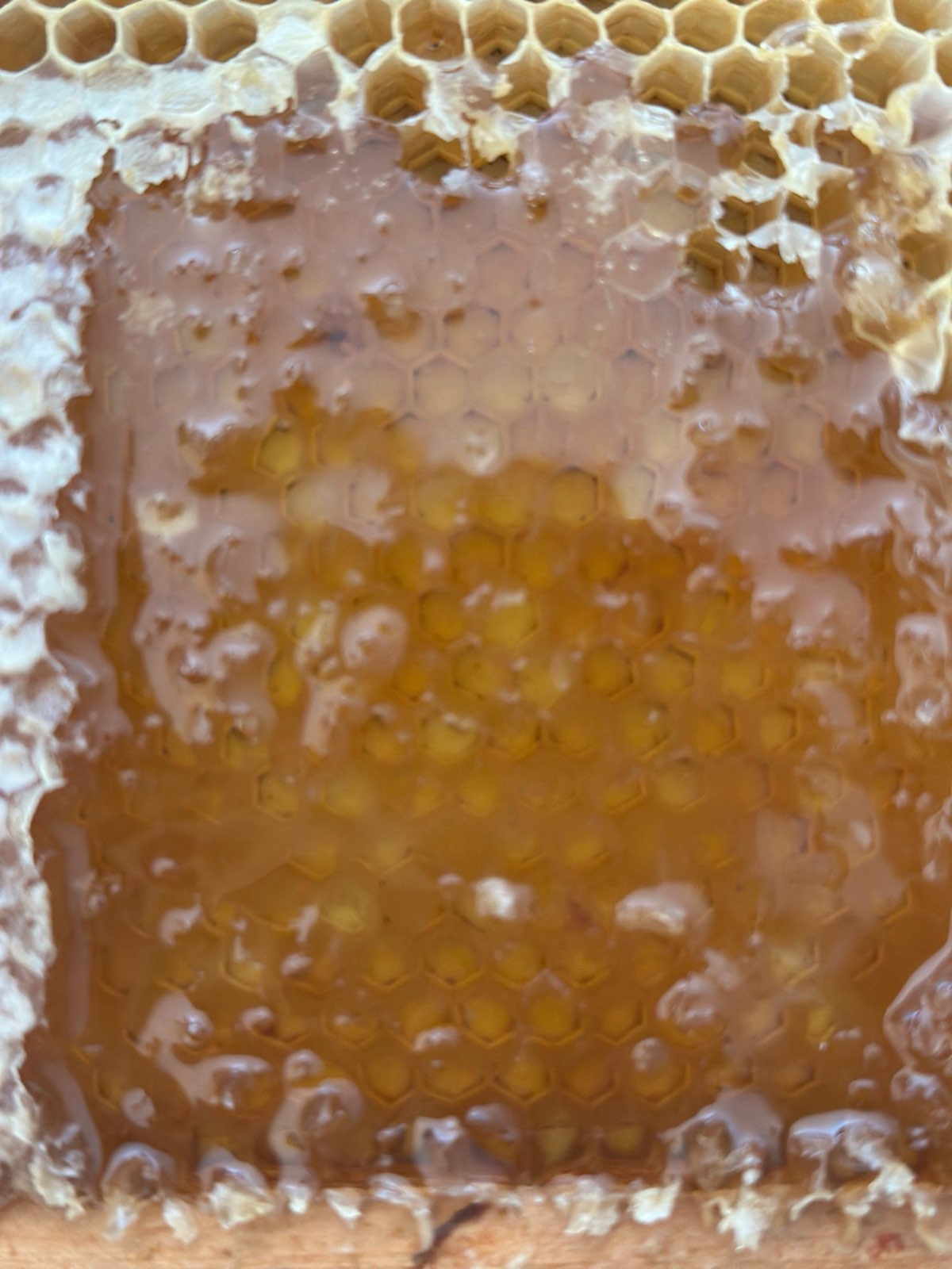 Capped honeycomb up close in Central PA