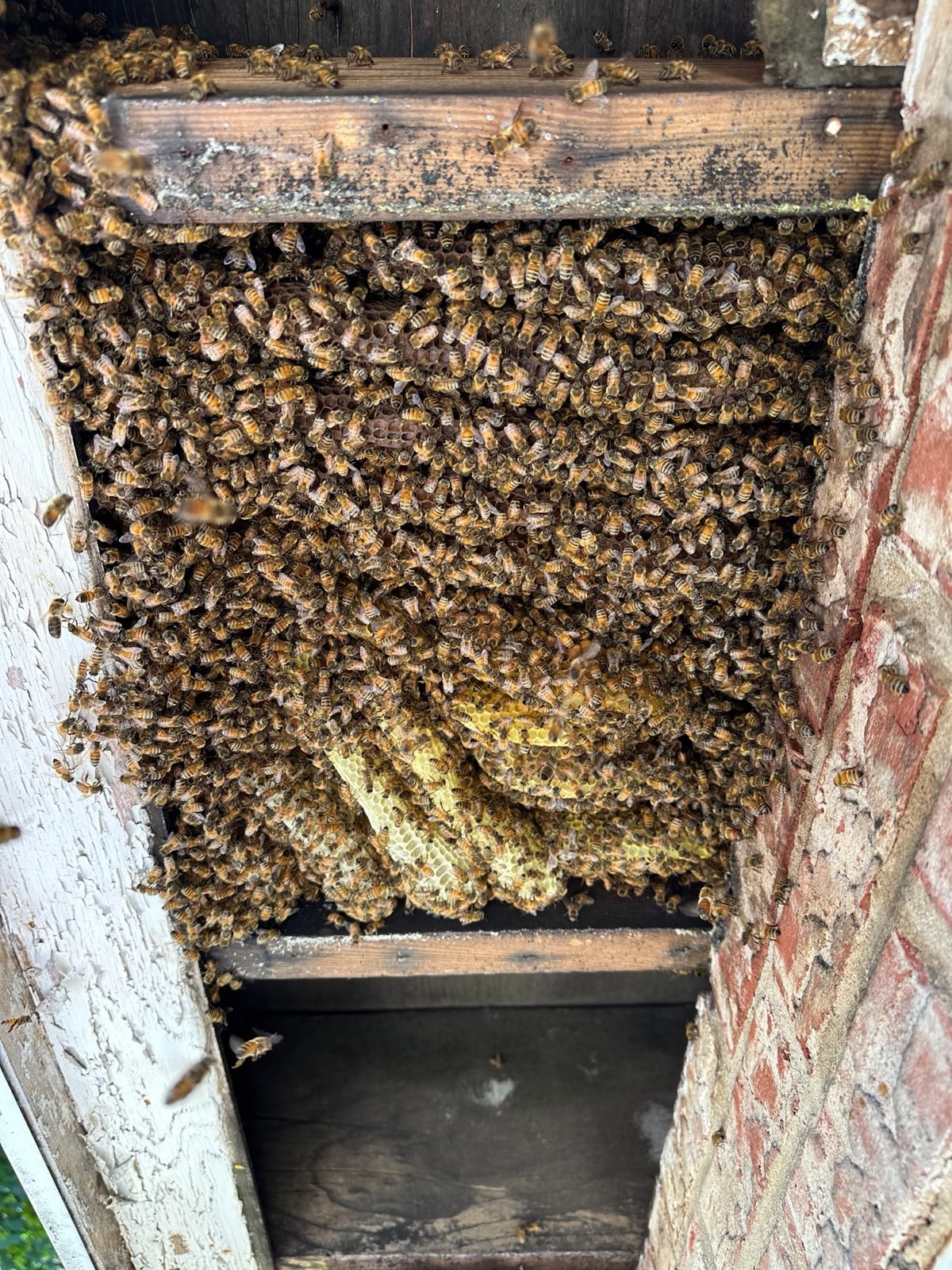 Comb built between wall studs, exposed for removal in Central PA