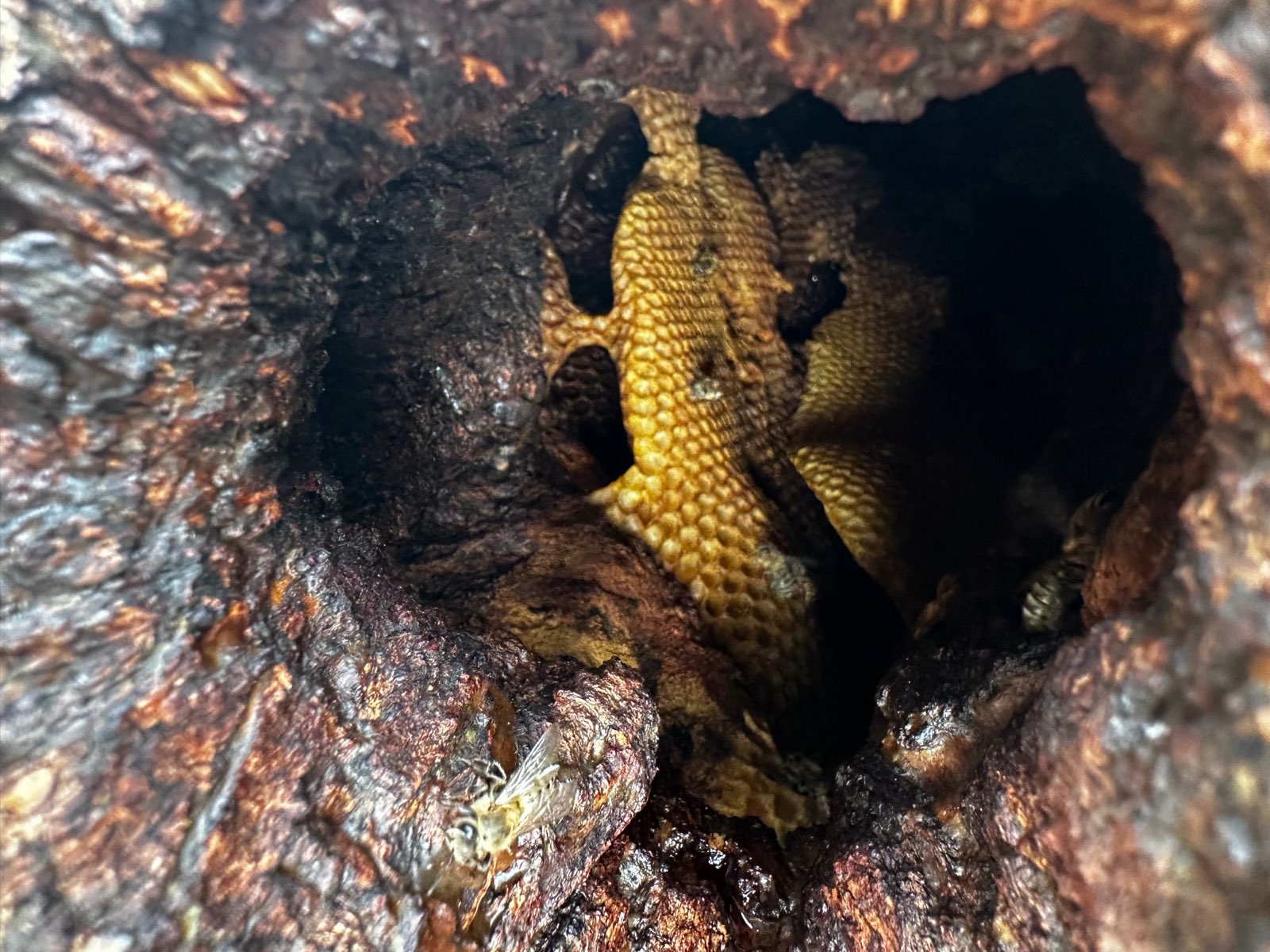 Honey comb inside a hollow tree in Central PA