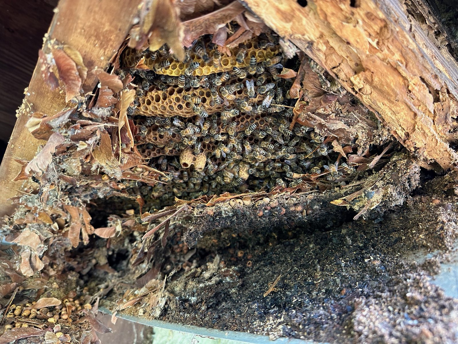Comb built inside rotted wood in Central PA