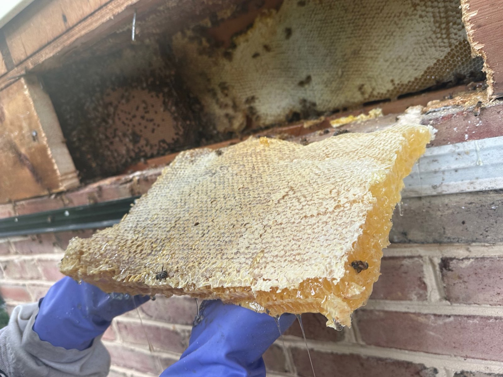 A sheet of comb cut from a wall during a live removal in Central PA