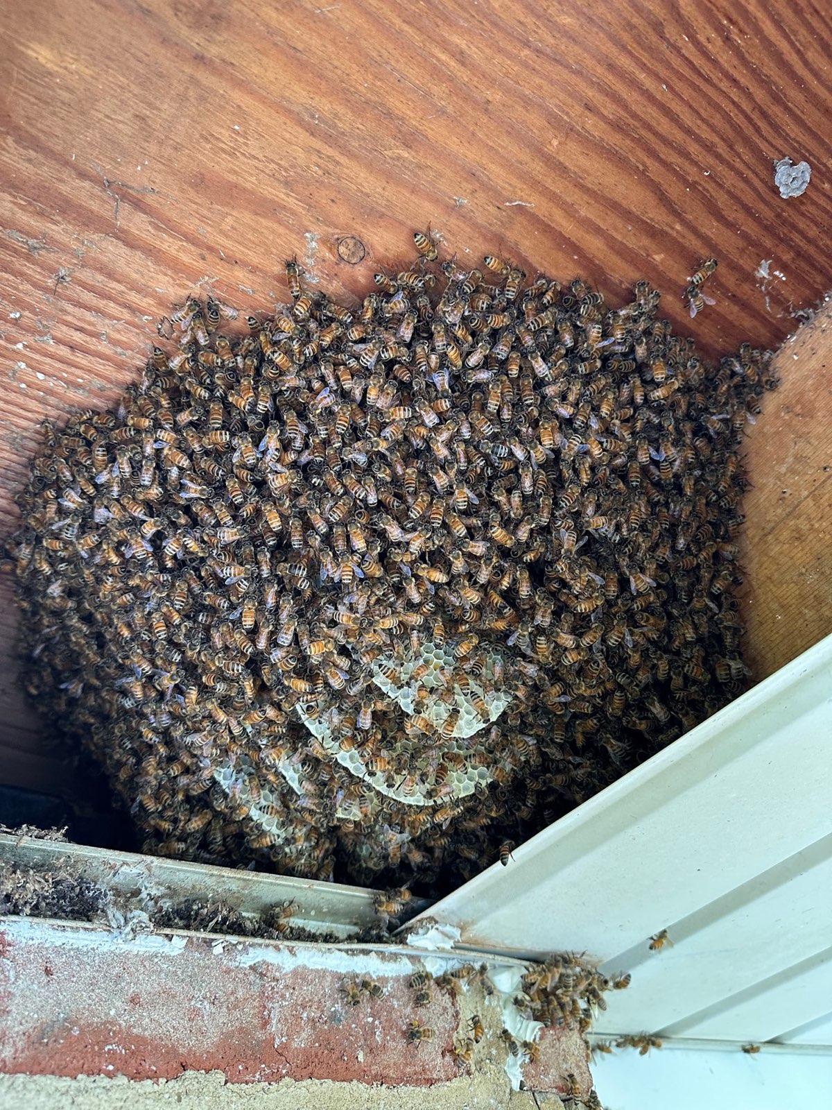 Comb and bees under a soffit during a removal in Central PA