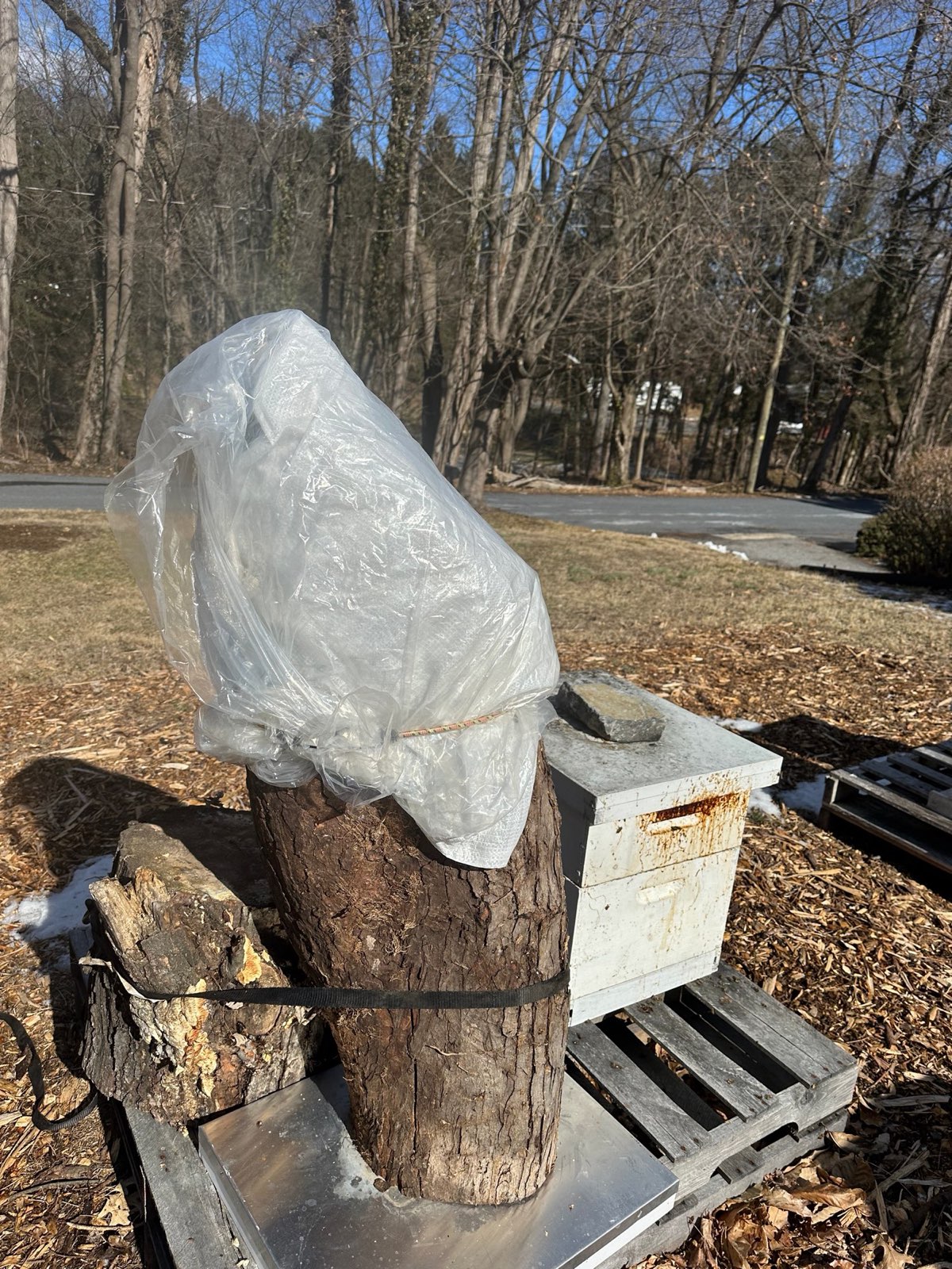 A fallen tree hive wrapped to protect it from the weather in Central PA