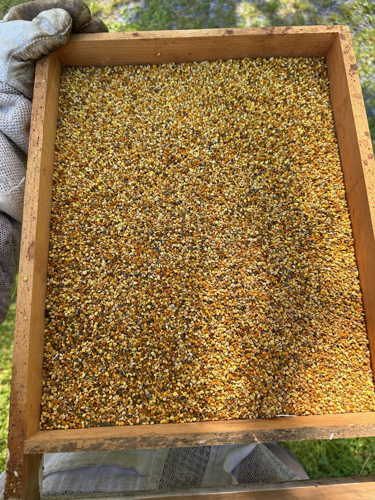 A tray of freshly collected bee pollen in Central PA