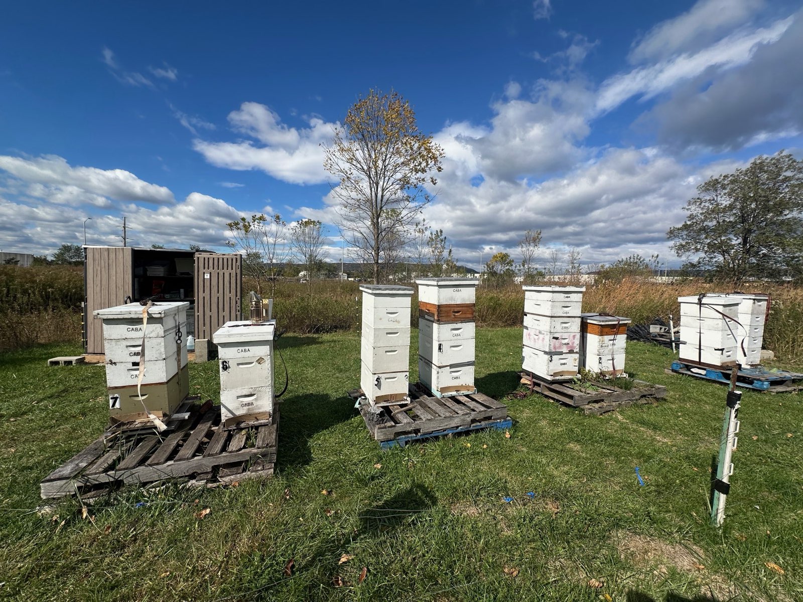 Hives on pallets in an open field in Central PA