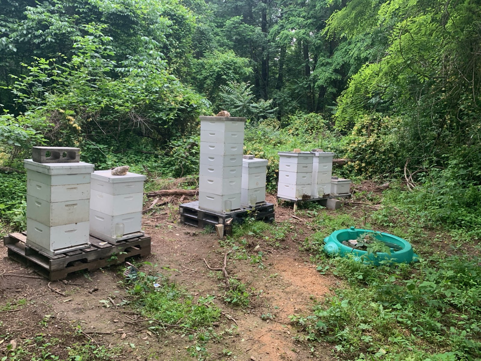 Hives on pallets at a wooded bee yard in Central PA