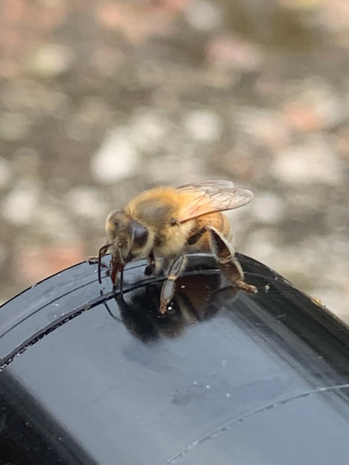 A honey bee foraging wax in Central PA