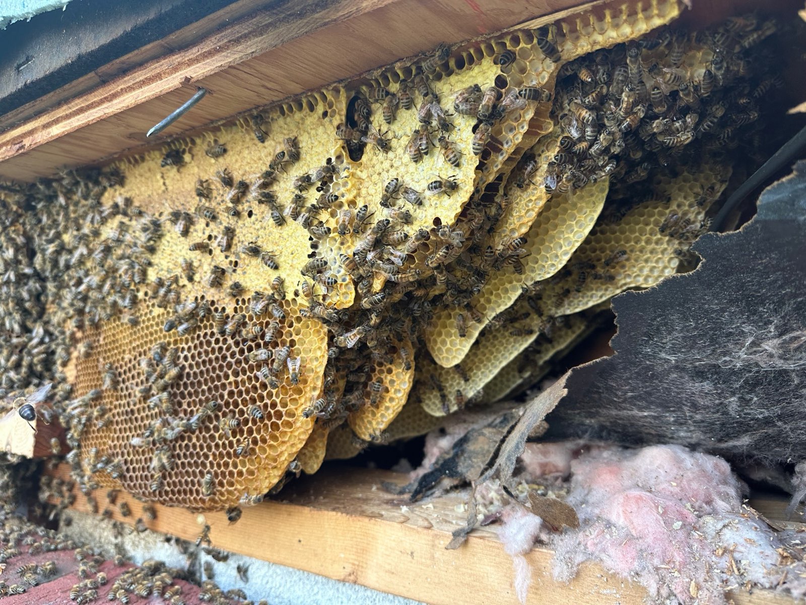 An established honey bee colony inside a wall in Central PA