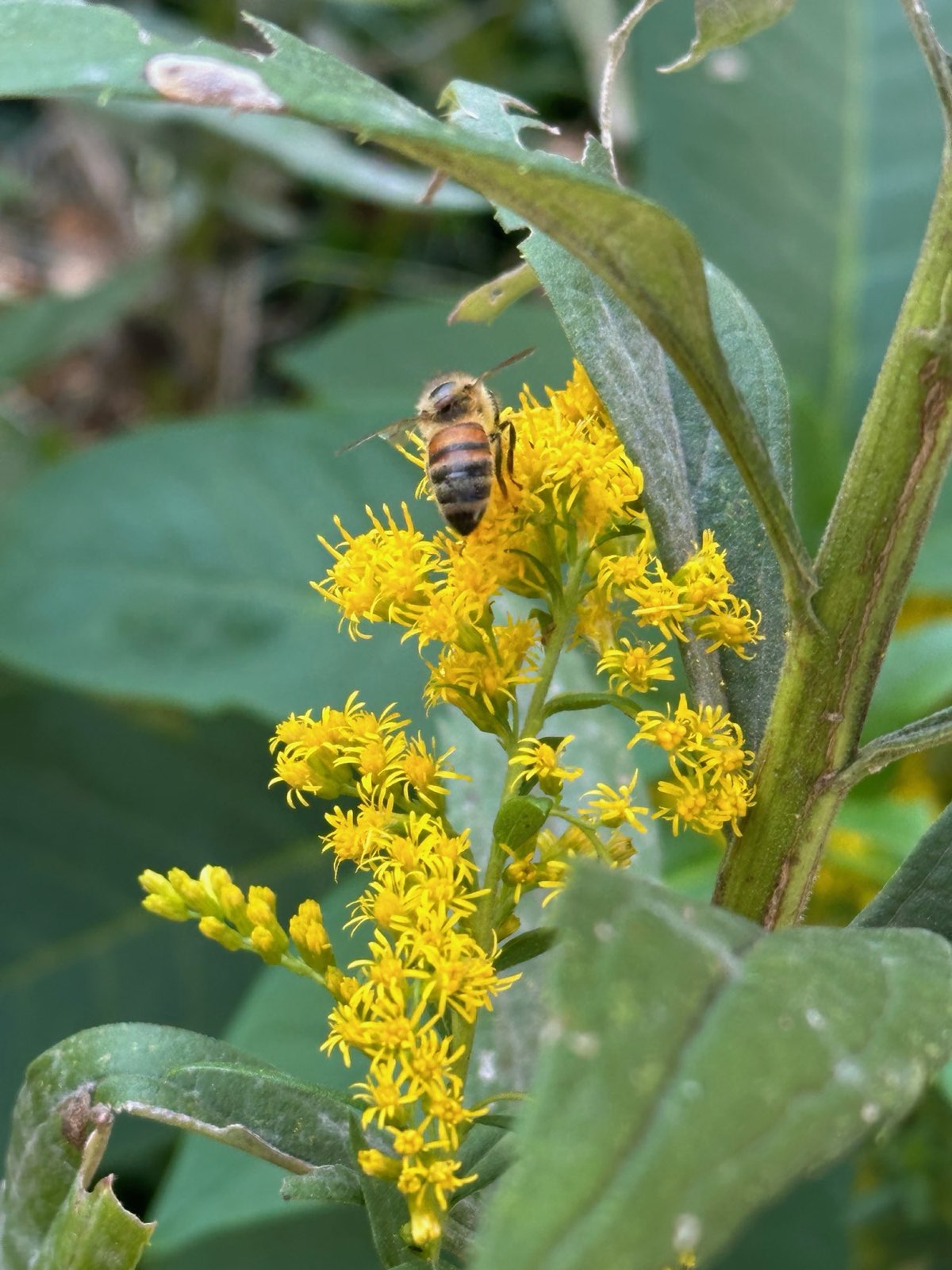 A honey bee working goldenrod in late summer in Central PA