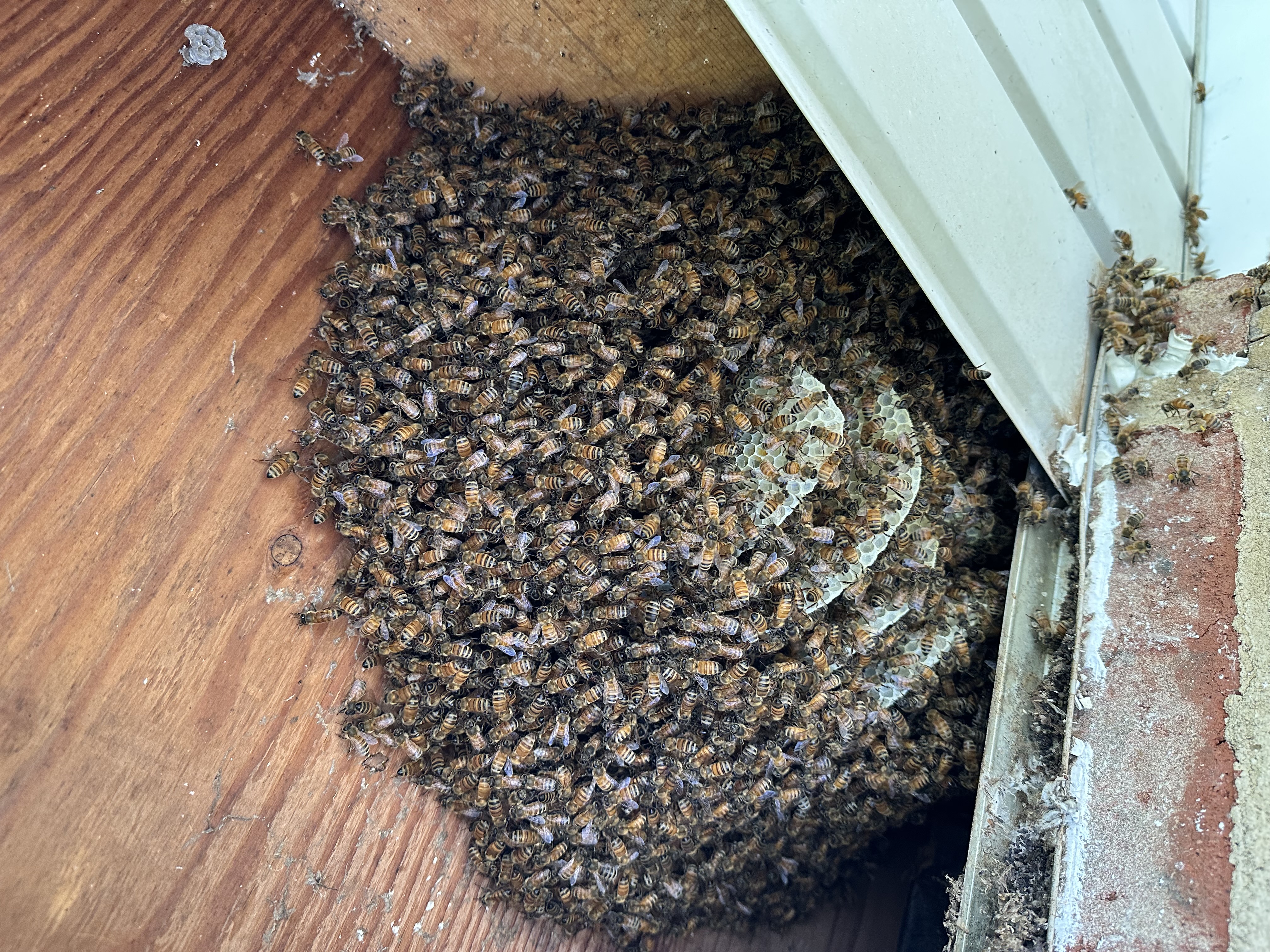 Live honey bee removal from a structure in Harrisburg, PA — bees vacuumed alive and relocated to a managed apiary