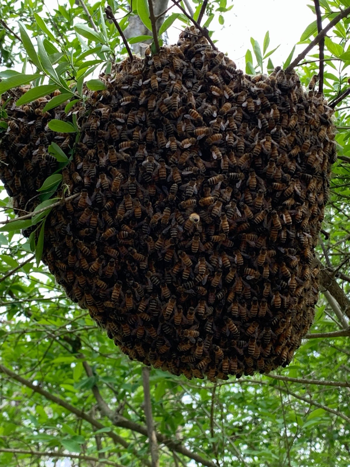 A large honey bee swarm hanging in a tree in Central PA