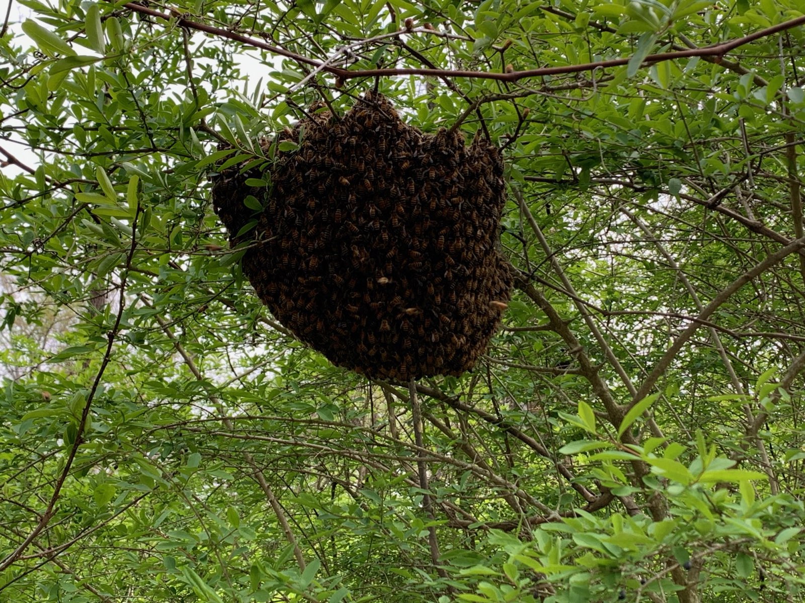 A swarm clustered on a branch in Central PA