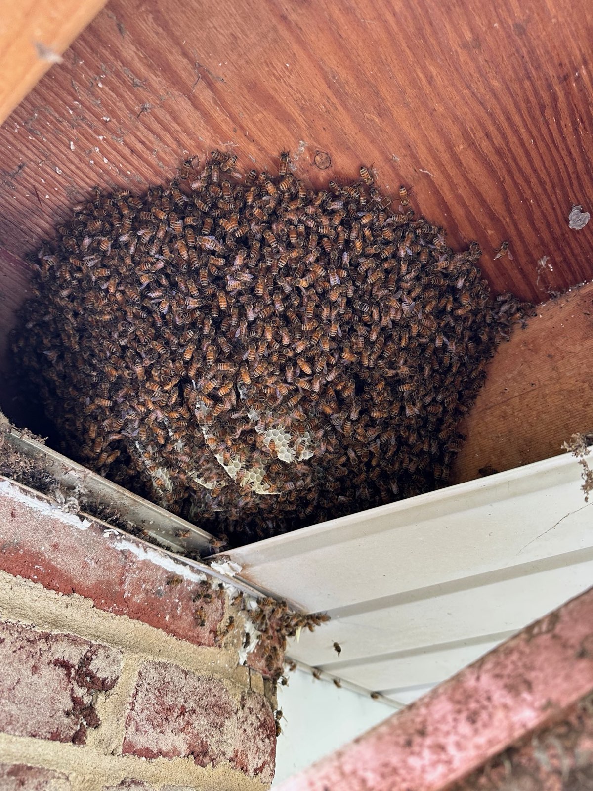 A honey bee colony exposed under a soffit in Central PA