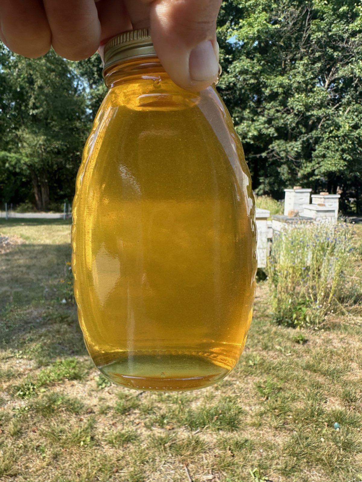 A jar of light honey held up to the sun in Central PA