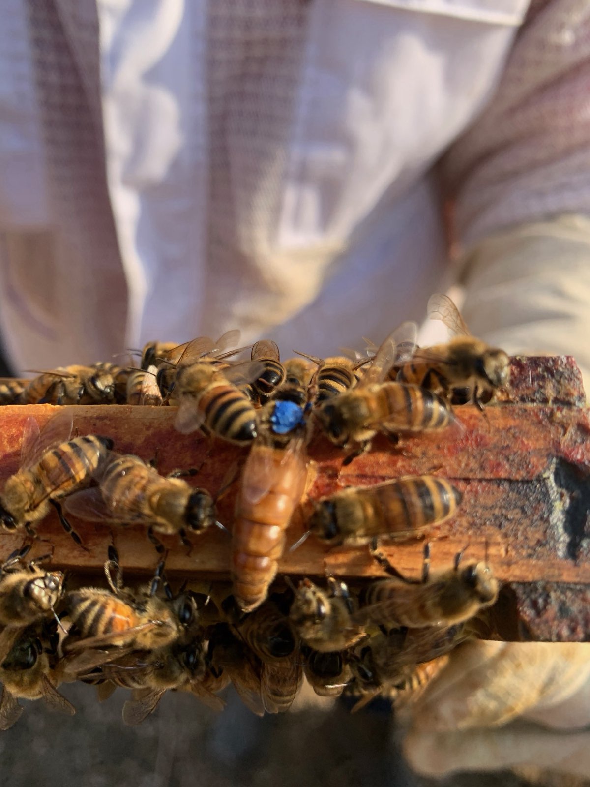 A marked queen on the frame in Central PA