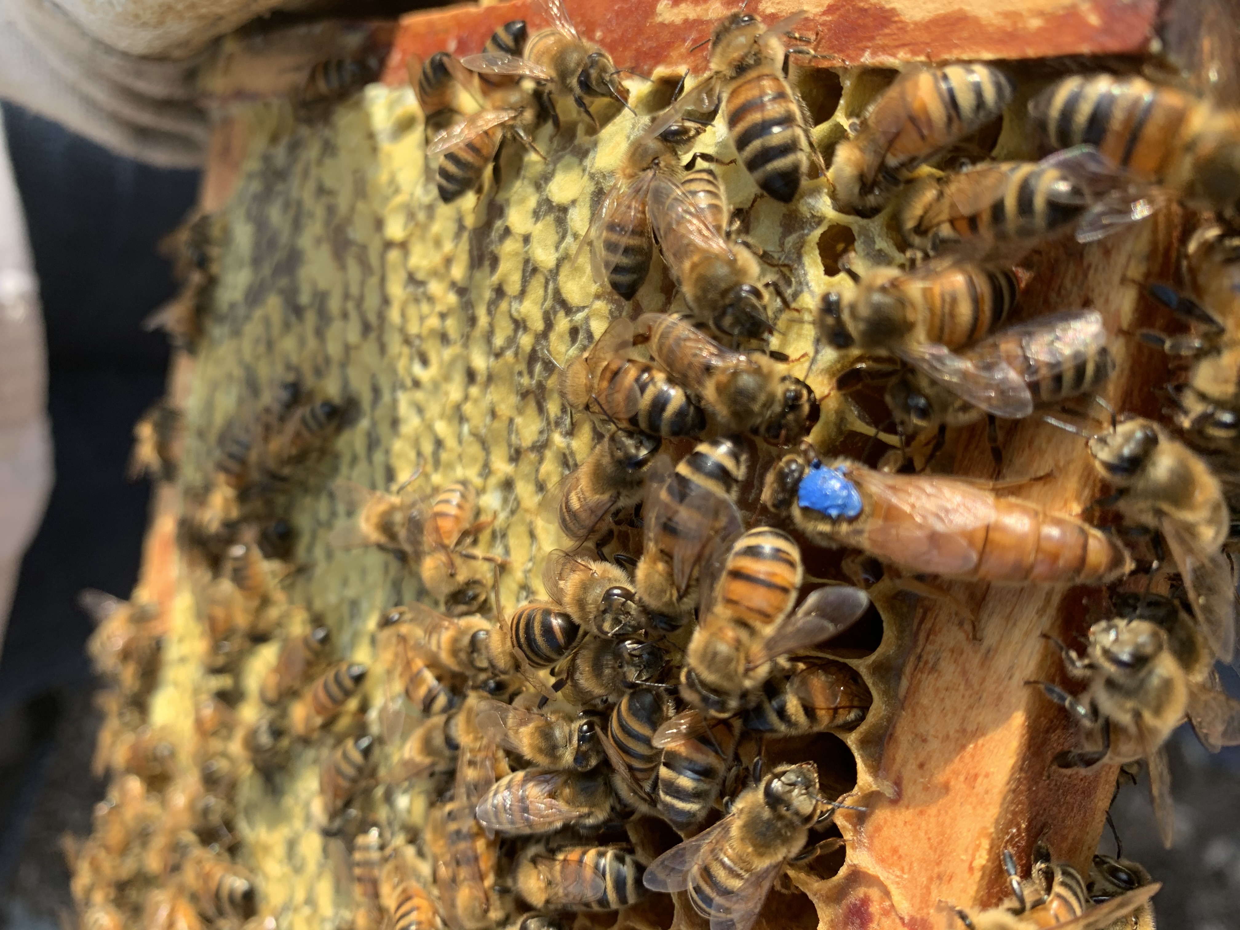 A marked Pennsylvania-bred queen bee from The Alleman Apiary in Harrisburg, PA