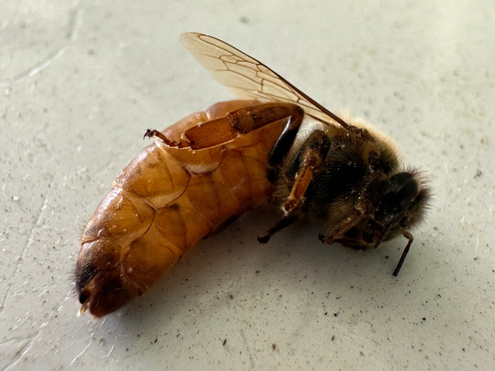 A mated honey bee queen in Central PA, showing the long, smooth, tapered abdomen that sets her apart from workers and drones