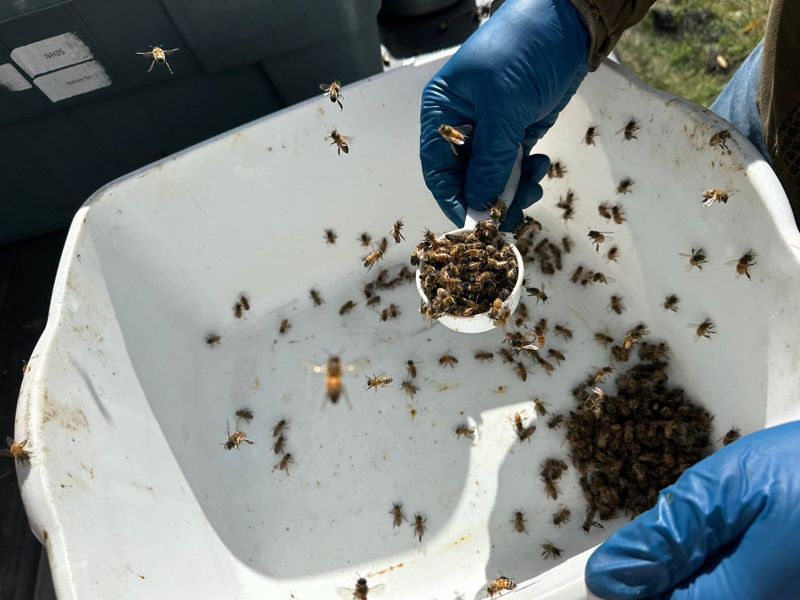 Scooping a half-cup sample of bees for a mite wash in Central PA