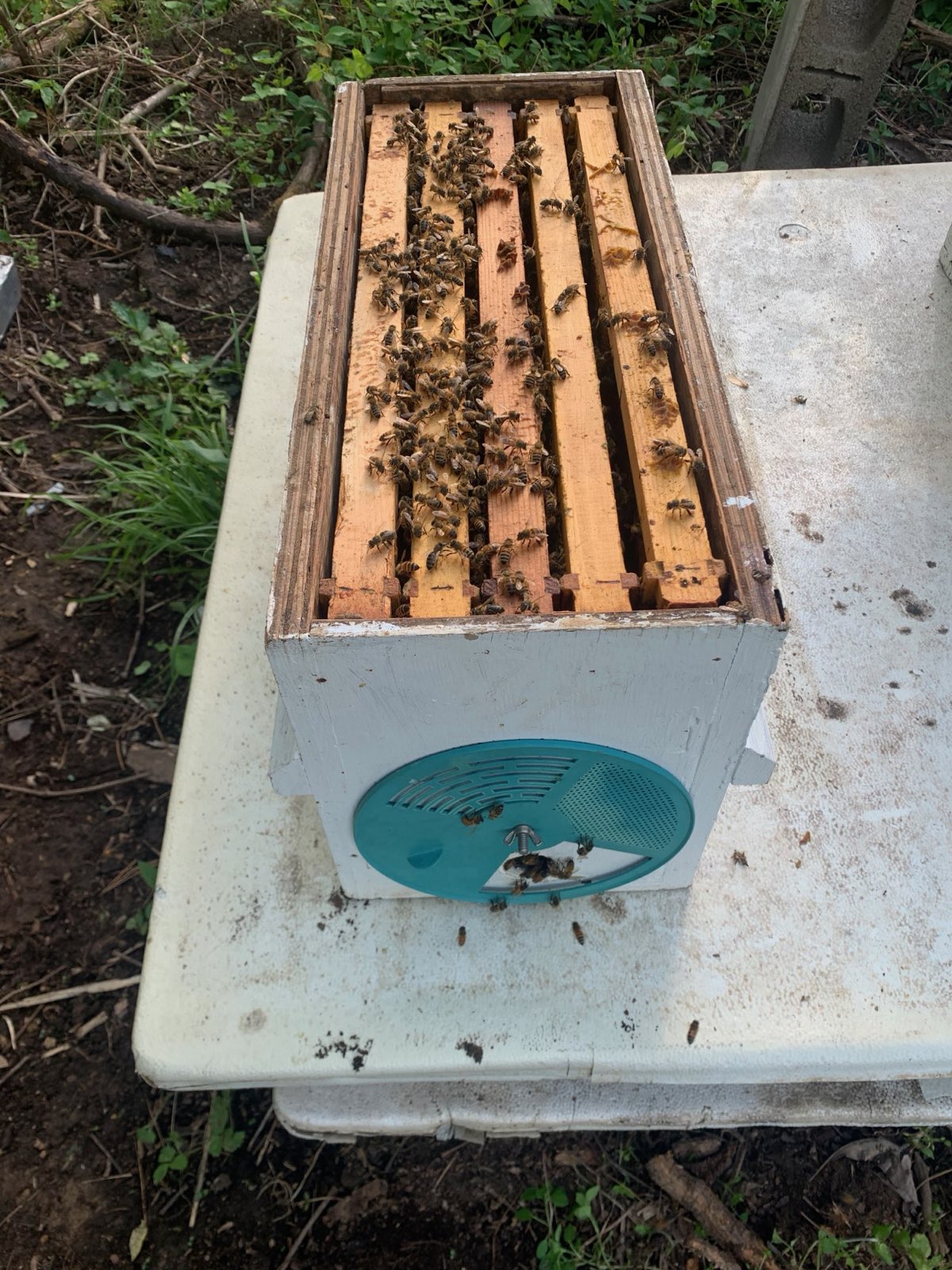 A nuc box full of frames and bees in Central PA