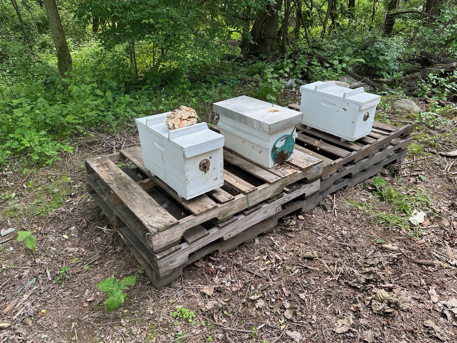 Nucleus colonies (nucs) on pallets in Central PA
