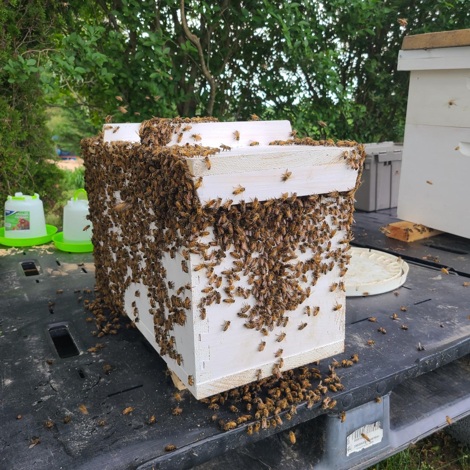 An overflowing nuc box of bees from The Alleman Apiary in Harrisburg, PA — a strong colony ready for spring pickup