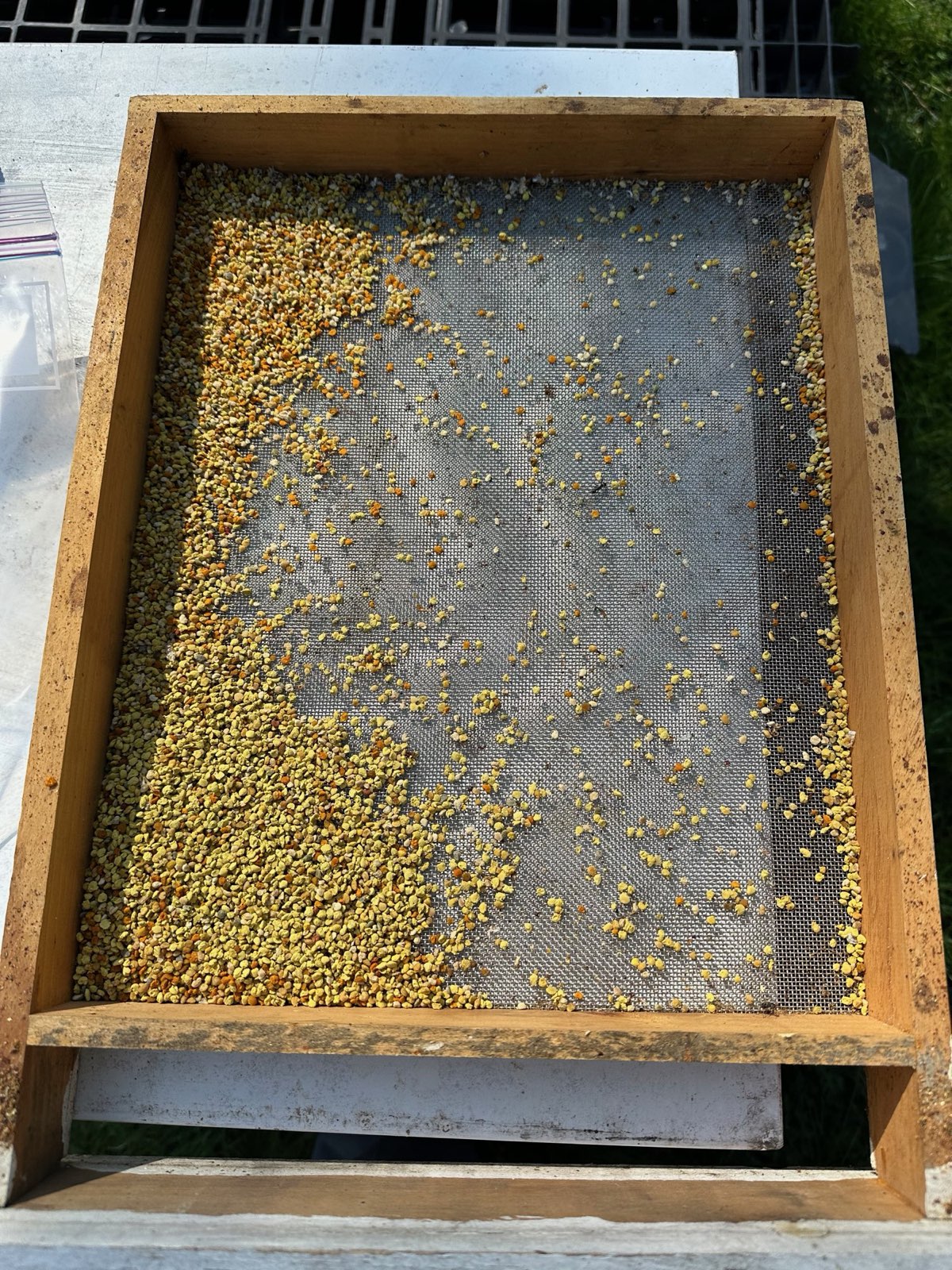 Bee pollen collected in a pollen trap tray in Central PA