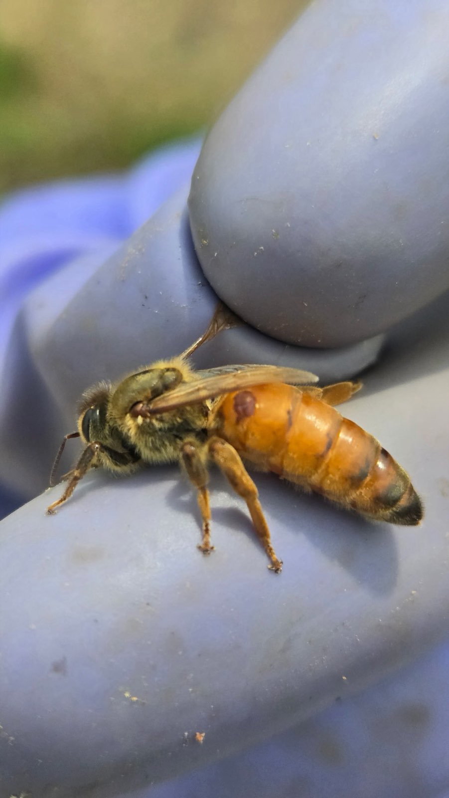 A queen bee resting on a gloved hand in Central PA