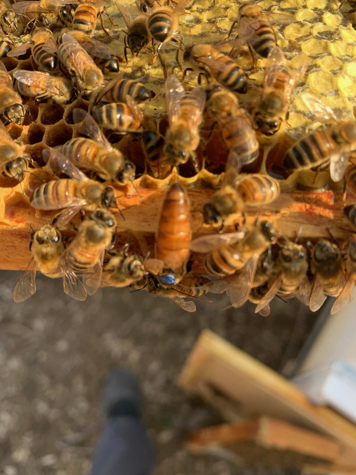 A queen surrounded by her workers in Central PA