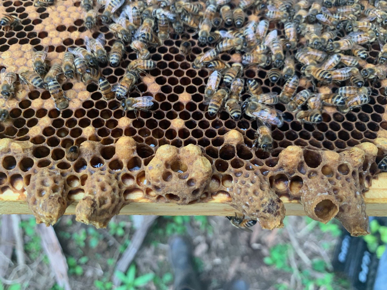 Queen cells along the bottom of a frame in Central PA