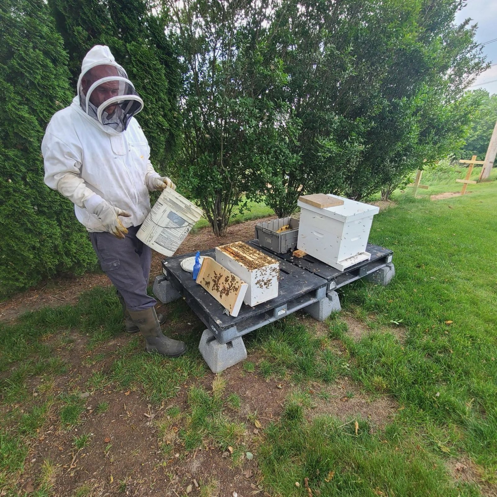 Rehoming bees from a removal into a hive in Central PA