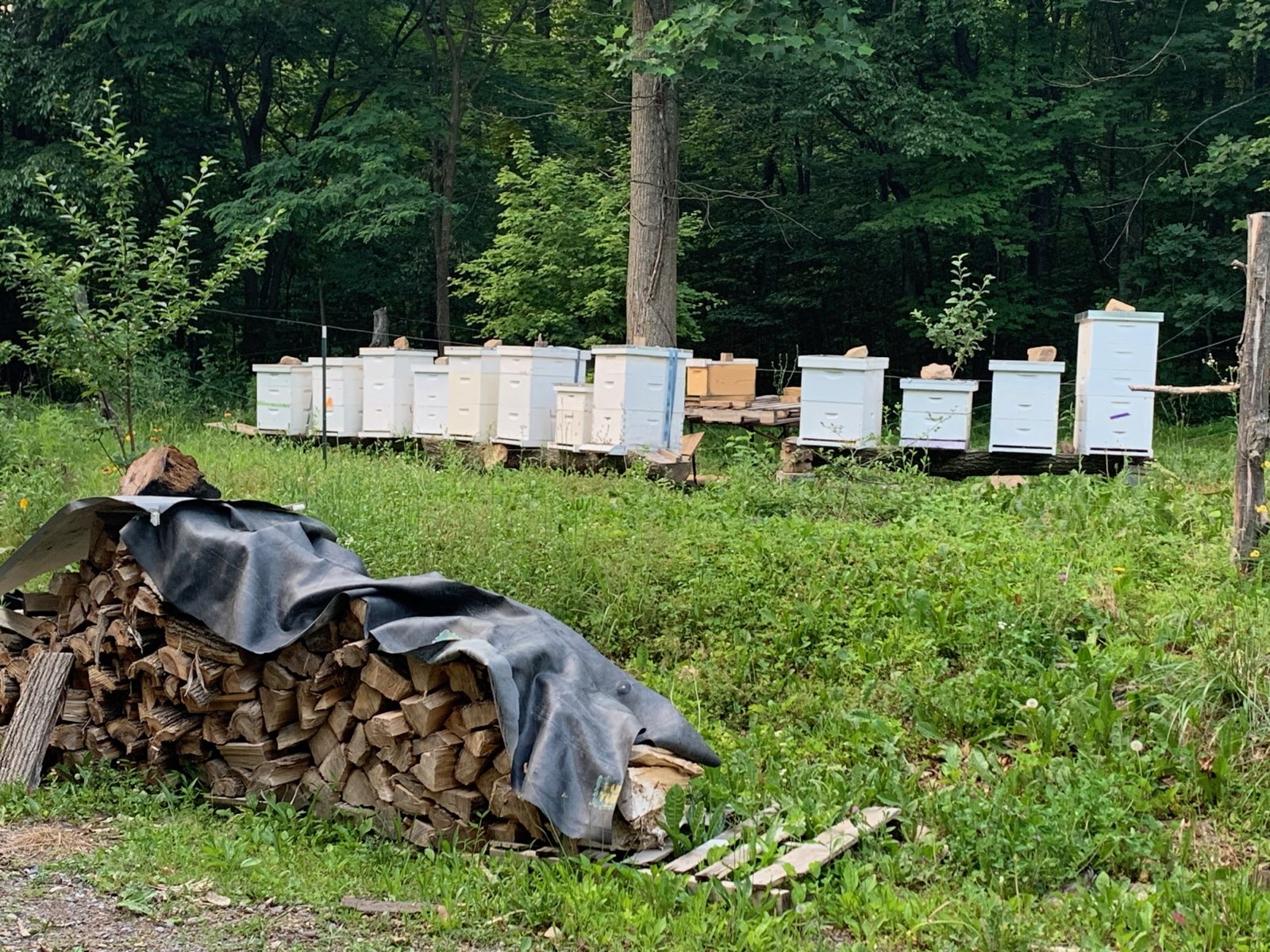 A row of hives at one of our bee yards in Central PA