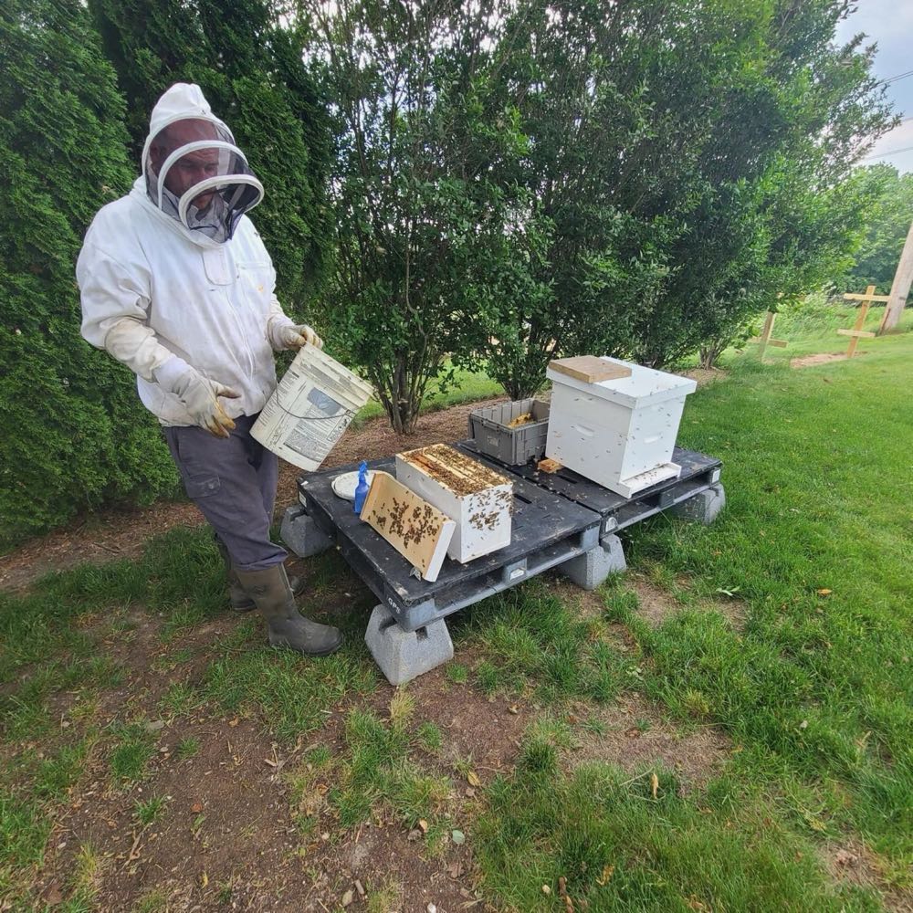 Rehoming bees from a removal into a hive in Central PA