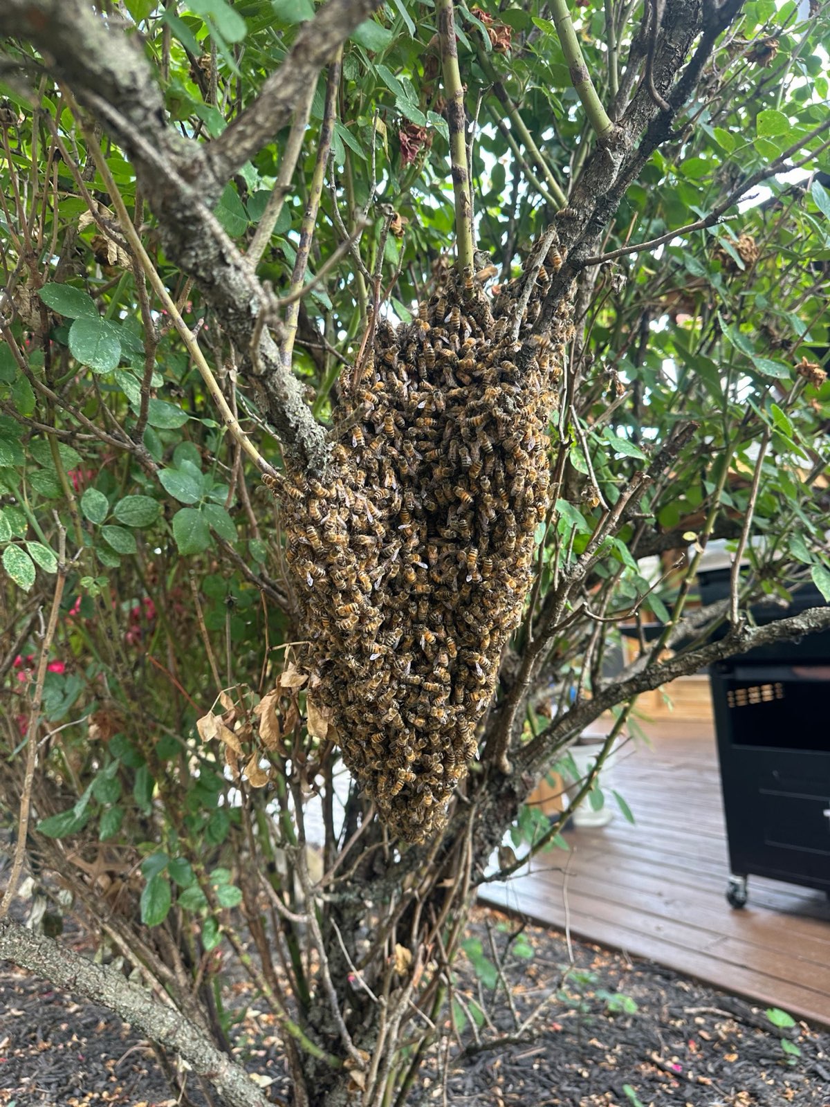A swarm in a shrub next to a deck in Central PA