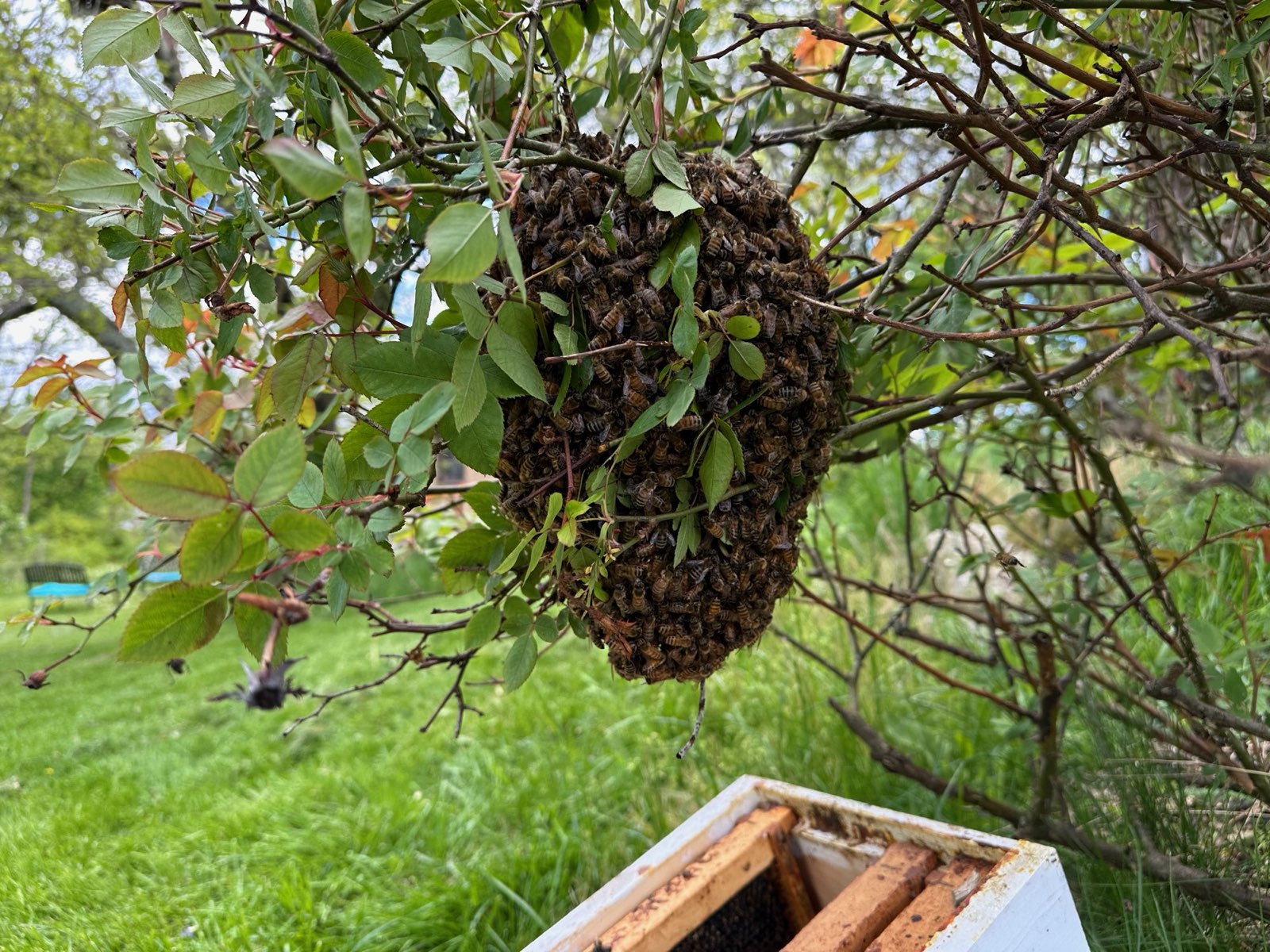 A swarm hanging in a shrub in Central PA