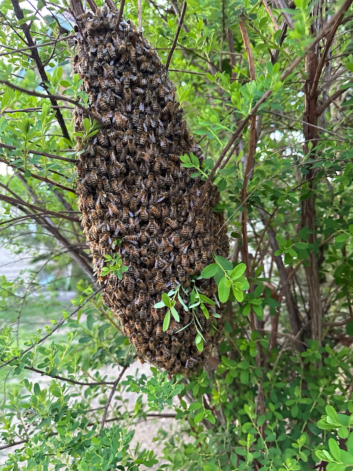A long swarm cluster in a shrub in Central PA