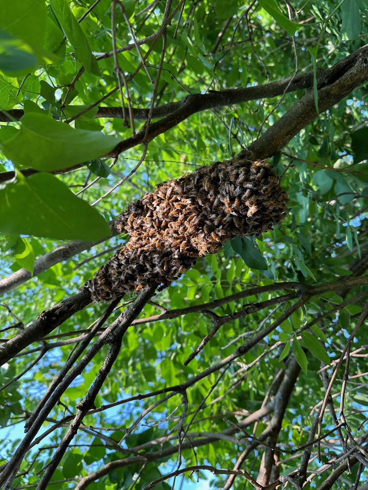 A swarm settled in the branches of a tree in Central PA