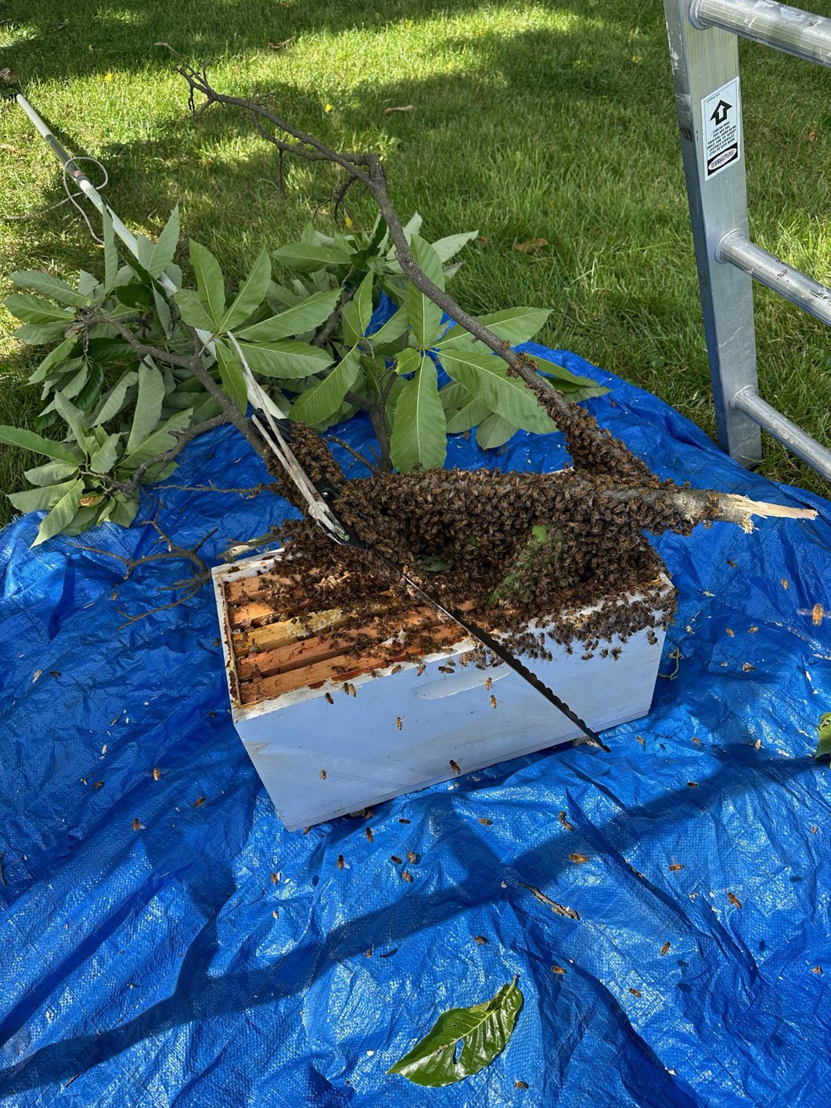 A swarm cut on its branch and lowered into a box in Central PA