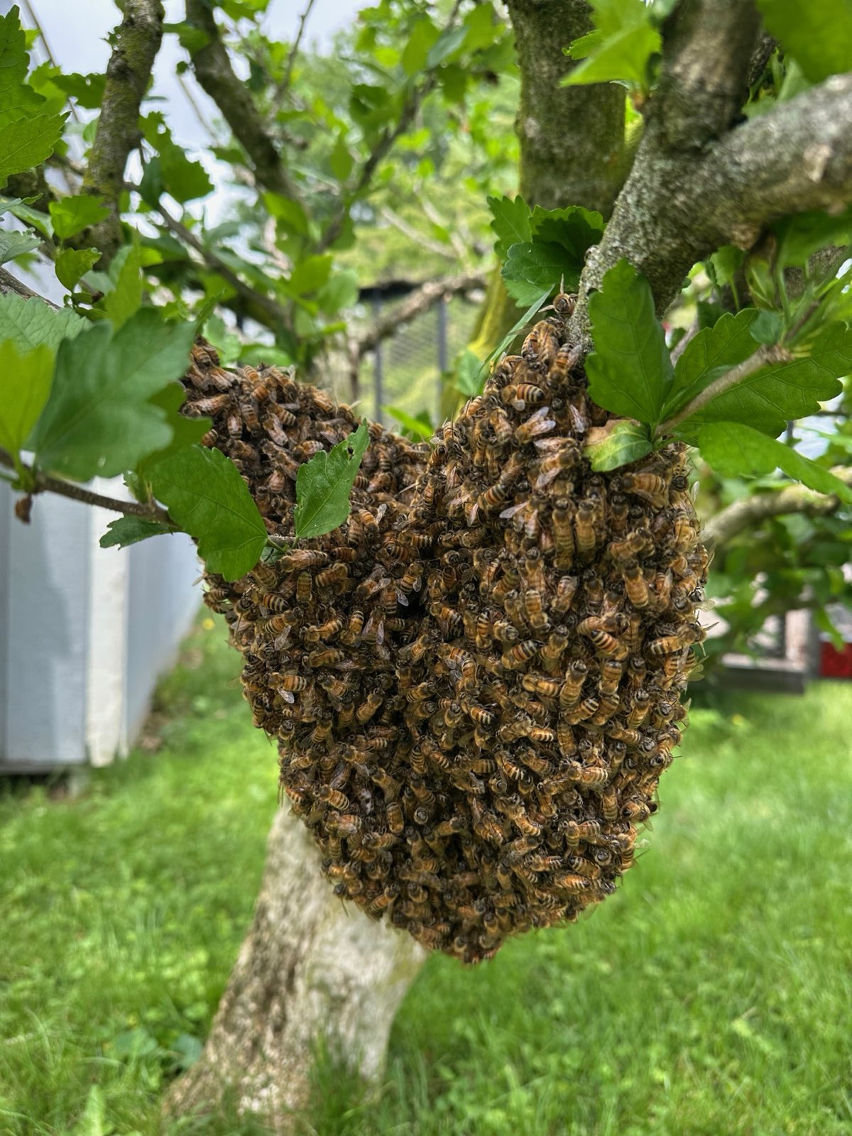 A swarm hanging from a branch in Central PA