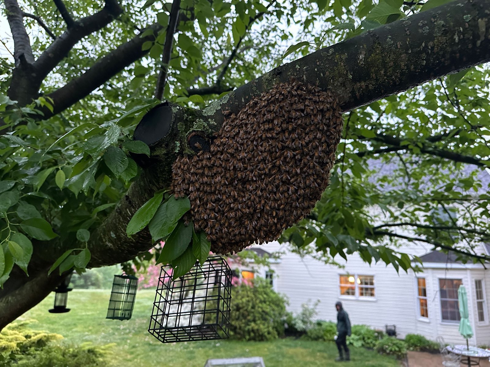A swarm on a low branch in a backyard in Central PA